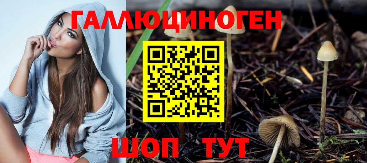 Галлюциногенные грибы Psilocybe Михайловск